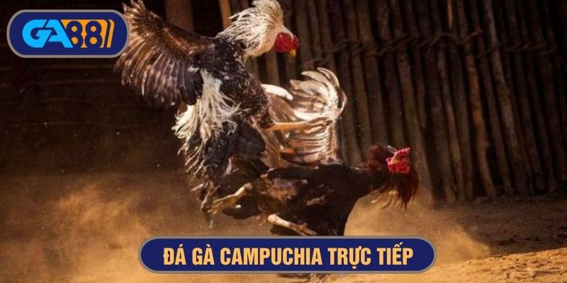 đá gà campuchia