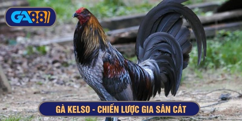 Gà Kelso