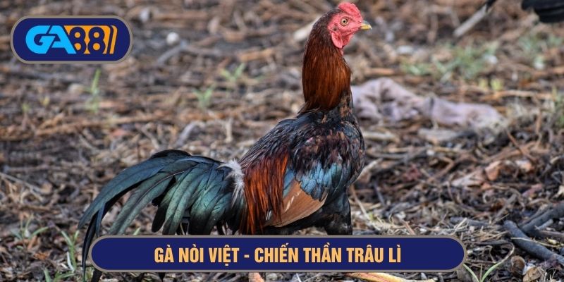 gà nòi Việt