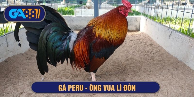 gà peru